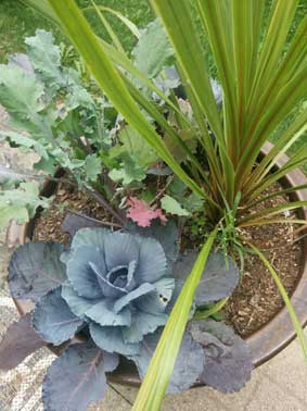 Our garden in a pot